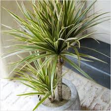 10 Dracaena ‘Marginata White Plants, Colorama White’ (White Dragon Tree)