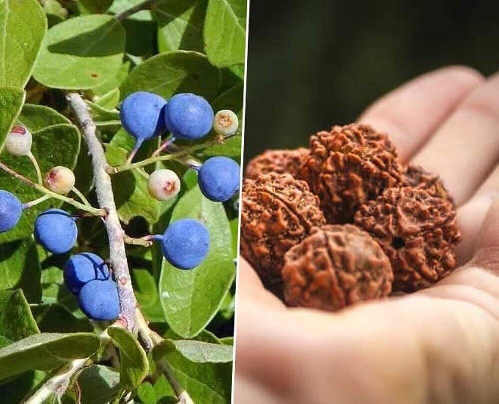 10 Elaeocarpus ganitrus Seeds , Rudraksh Seeds , Rudraksha Seeds For Growing, - Seedsforgarden (1999-2024 ) .We Ship Seeds & Live Plants Worldwide