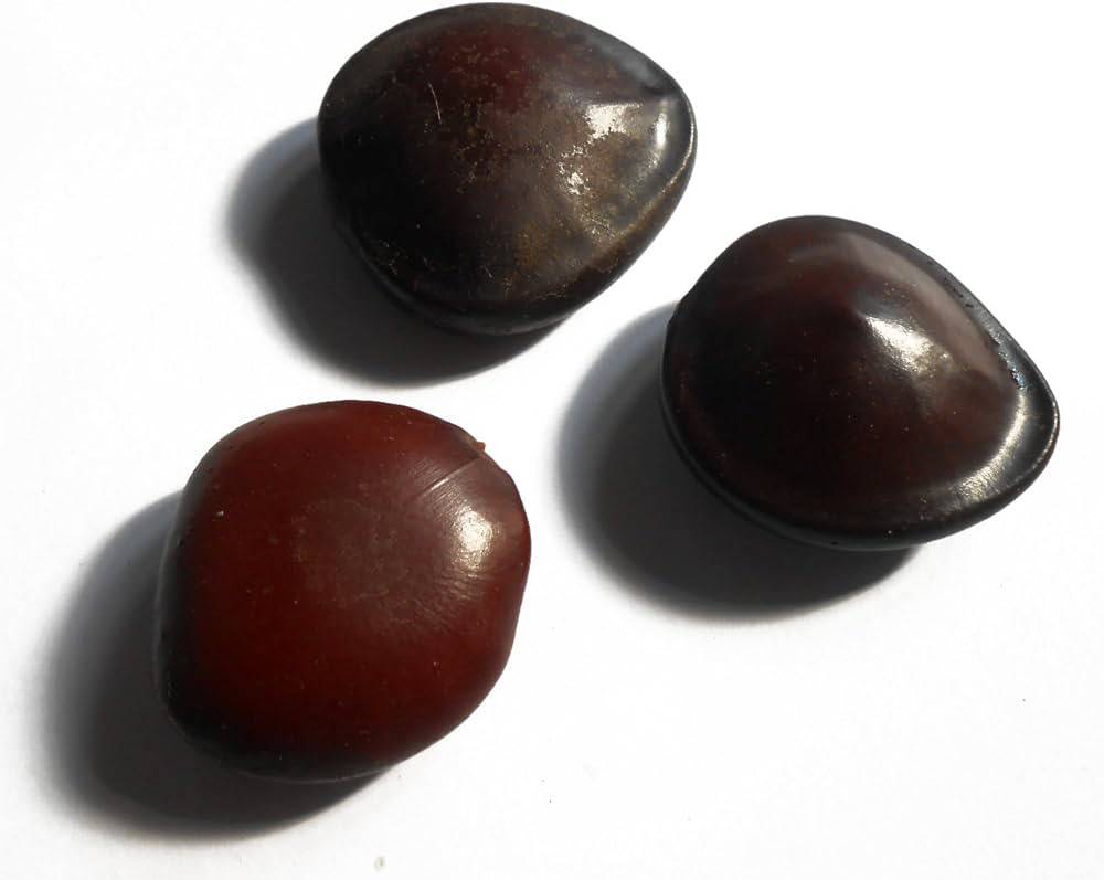 2 Seeds Entada rheedii - African Dream Herb Seeds, Sea Bean, Lucky Charms Seeds - Seedsforgarden (1999-2024 ) .We Ship Seeds & Live Plants Worldwide