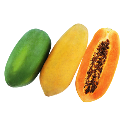 500 EXP-15 F1 Hybrid Papaya Seeds
