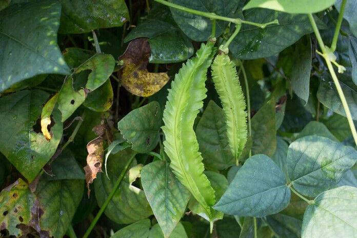 15 Psophocarpus tetragonolobus Seeds, winged bean, Dragon bean, Goa Bean Seeds - Seedsforgarden (1999-2024 ) .We Ship Seeds & Live Plants Worldwide