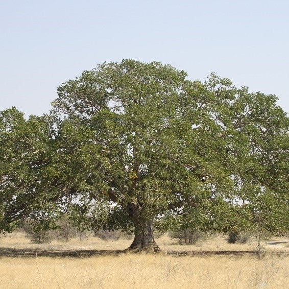 50 Ficus sycomorus Seeds, Sycamore Fig Tree , Fig Mulberry Tree