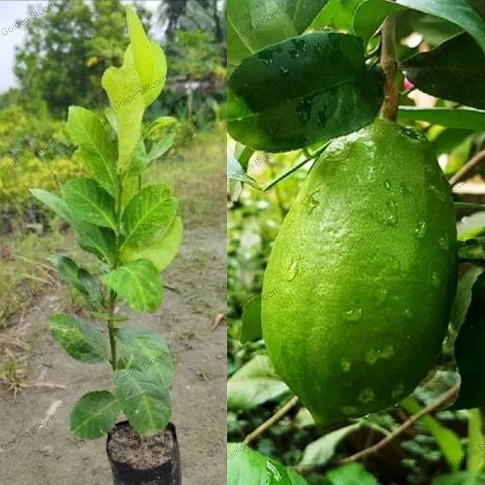 10 Gondhoraj Lemon Plants , King of Lemons Plants, Citrus × limonia, With Phytosanitary certificate