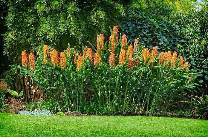 1 Hedychium gardnerianum Rhizome , Kahili ginger , Kahila garland lily - Seedsforgarden (1999-2024 ) .We Ship Seeds & Live Plants Worldwide