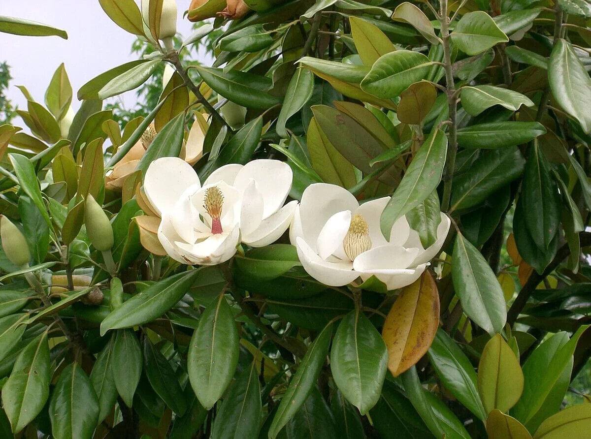15 Magnolia grandiflora Seeds, Southern magnolia Seeds , Bull bay Seeds - Seedsforgarden (1999-2024 ) .We Ship Seeds & Live Plants Worldwide