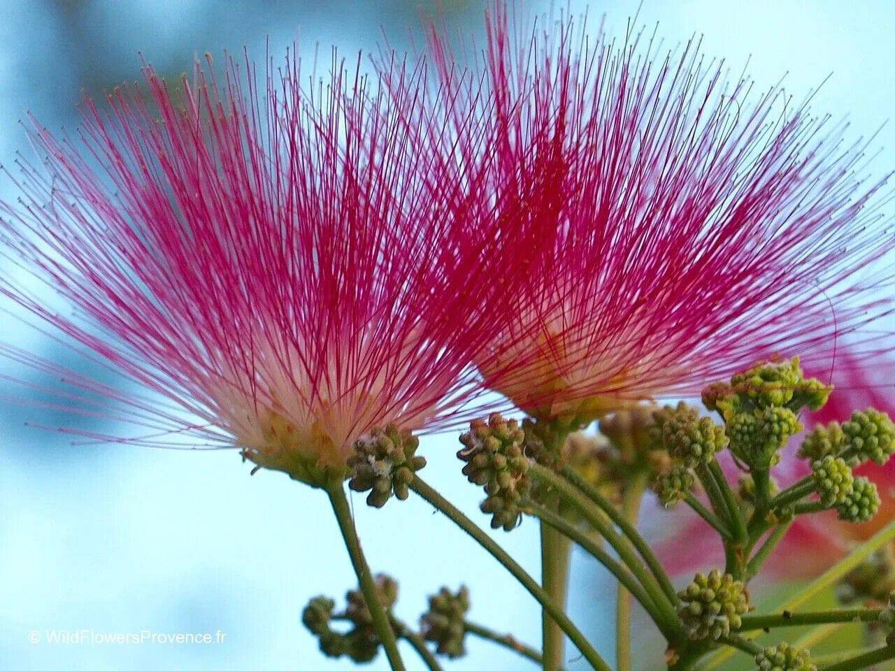 20 Albizia julibrissin Seeds, Silk tree Seeds, Persian Silk Tree Seeds, Exotic Tree Seeds - Seedsforgarden (1999-2024 ) .We Ship Seeds & Live Plants Worldwide