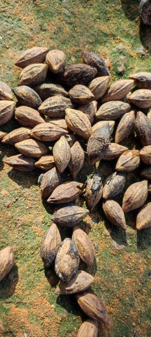 20 Canarium strictum Seeds , Black dammar Seeds , Canarium sikkimense Seeds - Seedsforgarden (1999-2024 ) .We Ship Seeds & Live Plants Worldwide