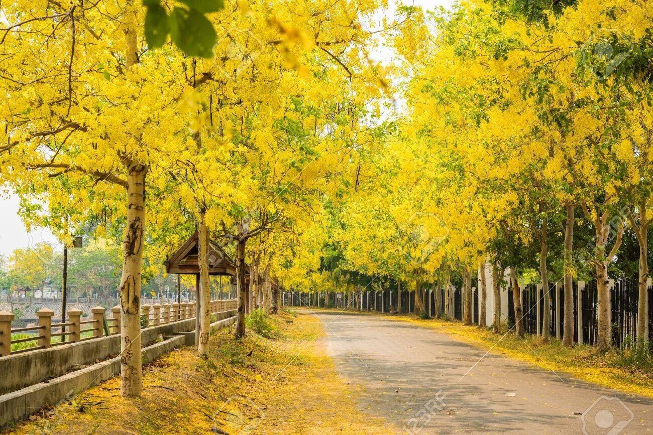 25 Golden shower Tree Seeds, Cassia Fistula Seeds - Seedsforgarden (1999-2024 ) .We Ship Seeds & Live Plants Worldwide