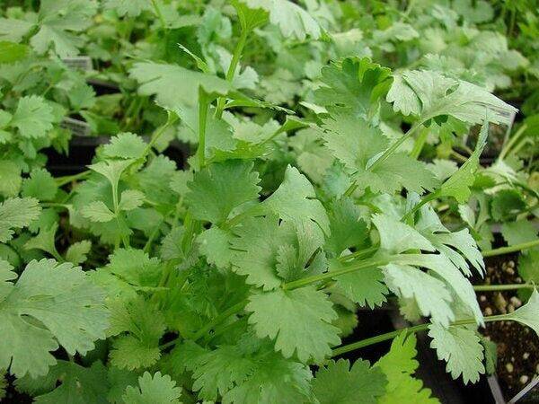 2000 Coriandrum sativum Seeds, Cilantro Seeds , Chinese parsley Seeds - Seedsforgarden (1999-2024 ) .We Ship Seeds & Live Plants Worldwide
