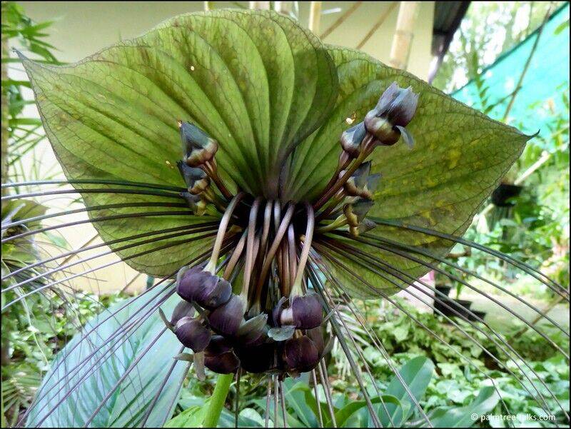 1 Tacca plantaginea Rhizomes , Green Bat Flower, Green Tacca Rhizomes - Seedsforgarden (1999-2024 ) .We Ship Seeds & Live Plants Worldwide
