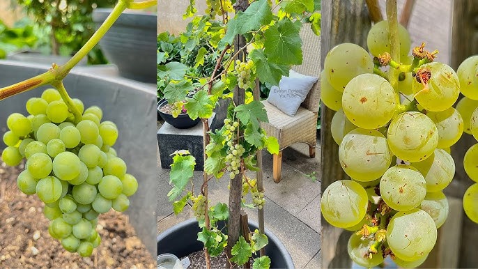 10 Vitis vinifera Plants, Round Green Grape Vine plants For Balcony/ Terrace