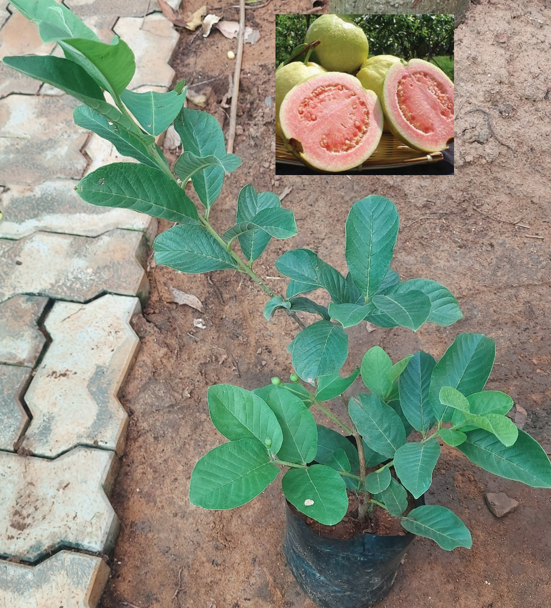 10 Guava Taiwan Pink Fruit Plants, Psidium Guajava Pink Fruit Plants