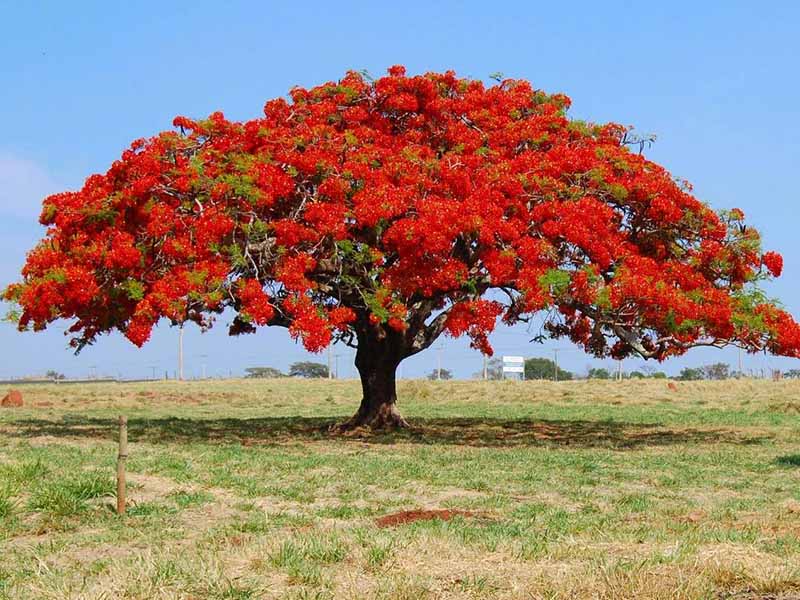 10 Delonix regia Plants , Royal Poinciana Plants With Phytosanitary certificate