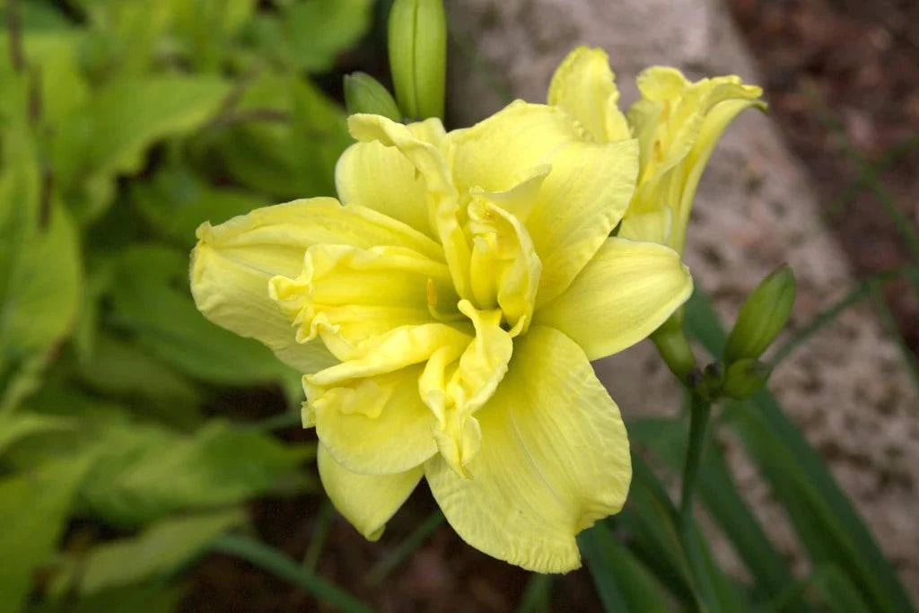 3 Hemerocallis Yellow Double Flower ,Lemon daylily, lemon lily, yellow day lily Bulbs - Seedsforgarden (1999-2024 ) .We Ship Seeds & Live Plants Worldwide