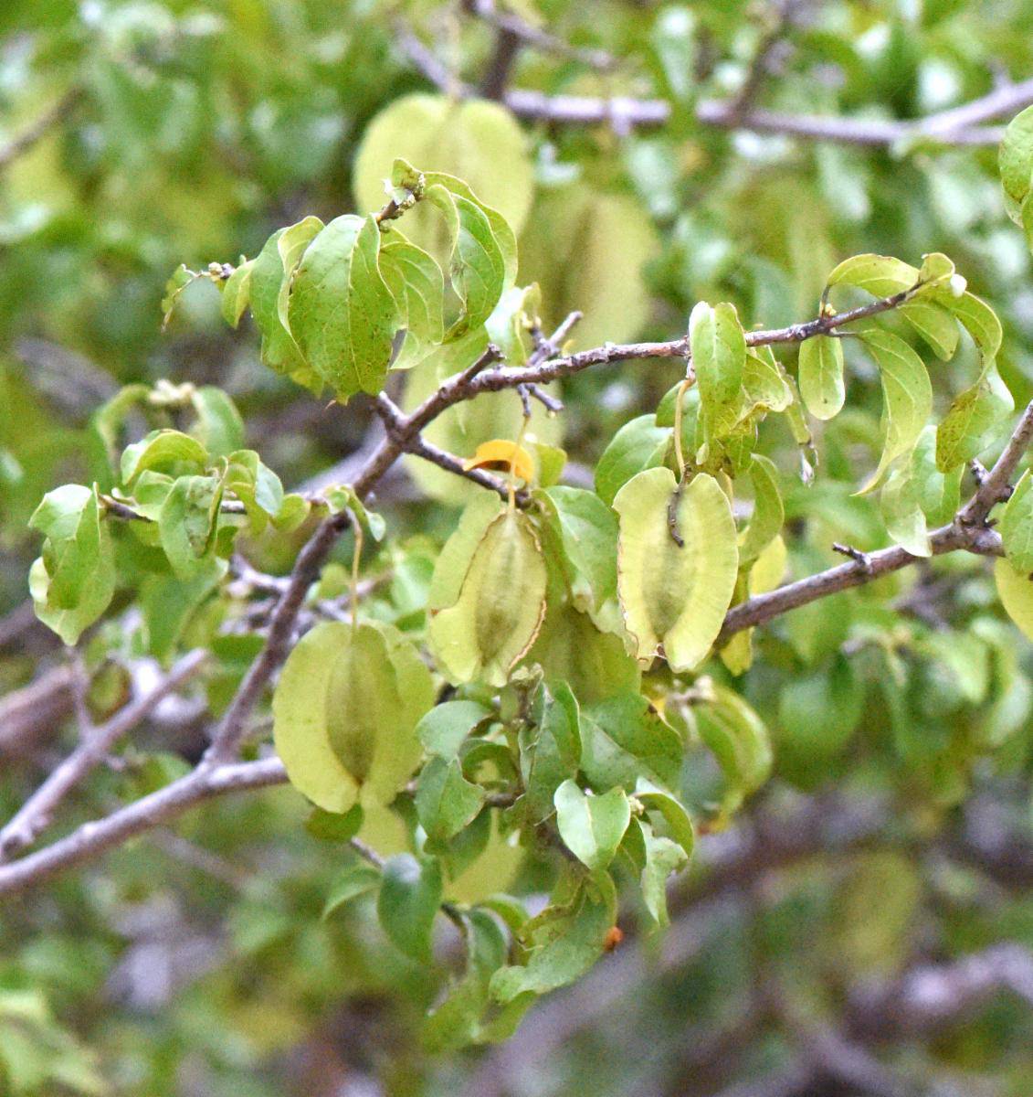 Combretum schumannii Seeds. - Seedsforgarden (1999-2024 ) .We Ship Seeds & Live Plants Worldwide
