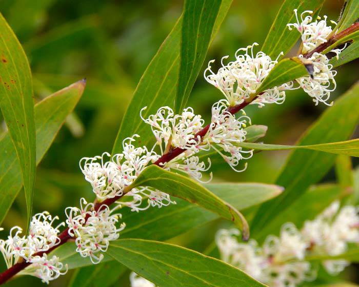 Hakea saligna Seeds,The Willow-Leaved Hakea Seeds, - Seedsforgarden (1999-2024 ) .We Ship Seeds & Live Plants Worldwide