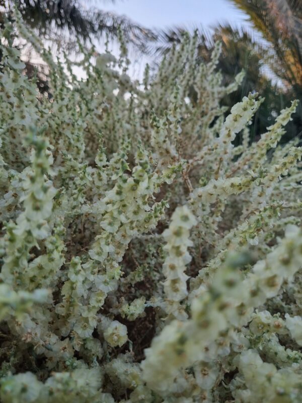 10 Halothamnus Iraqensis Seeds,Halophytes (Salt-Tolerant Plants)
