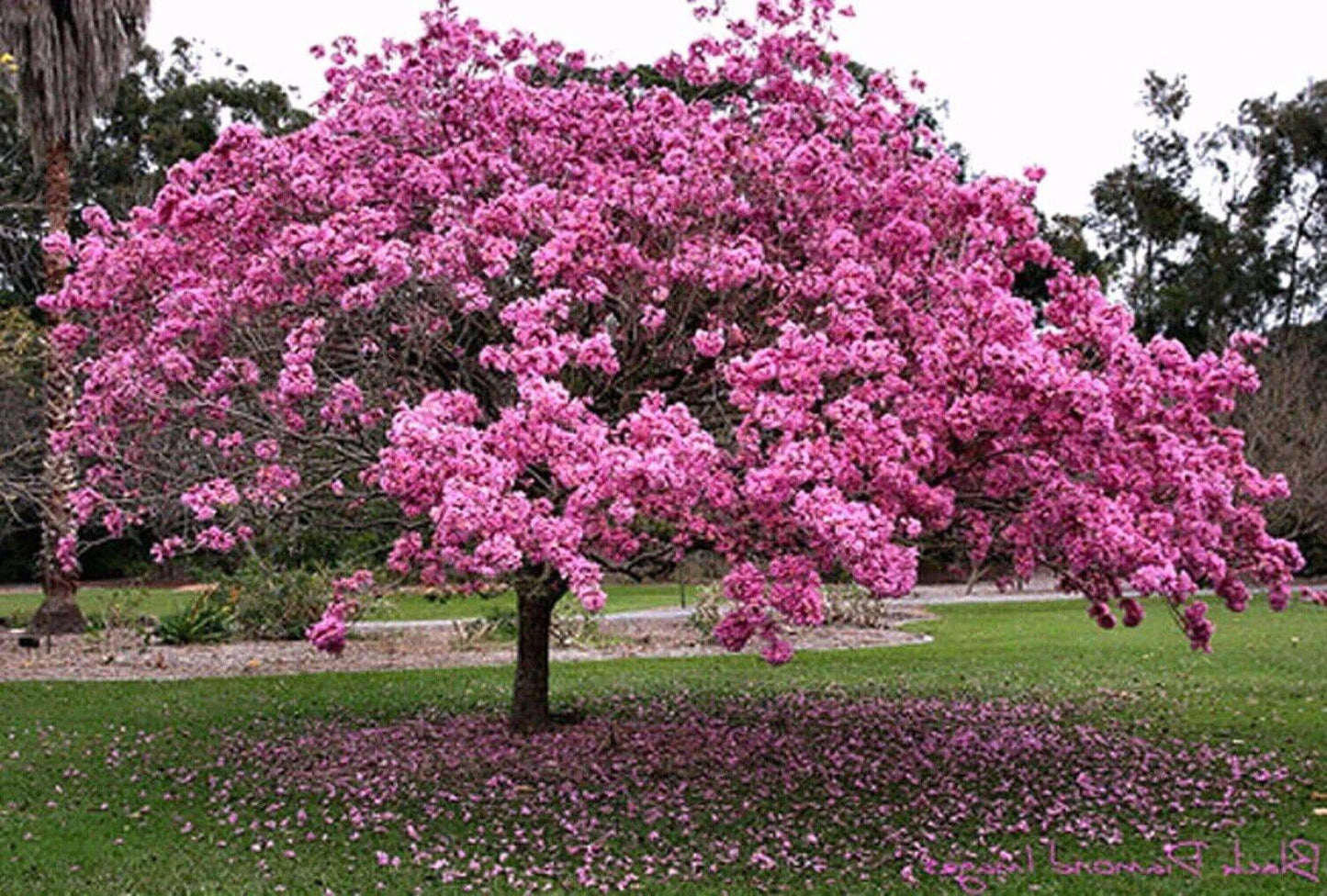 15 Tabebuia avellanedae seeds, Pink trumpet tree, lavender trumpet tree Seeds - Seedsforgarden (1999-2024 ) .We Ship Seeds & Live Plants Worldwide
