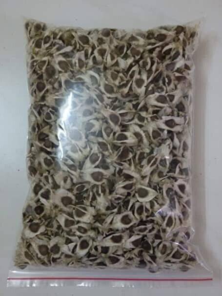 25 Moringa oleifera Seeds , ODC Moringa Seeds, Horseradish Tree Seeds, Drumstick Tree Seeds - Seedsforgarden (1999-2024 ) .We Ship Seeds & Live Plants Worldwide
