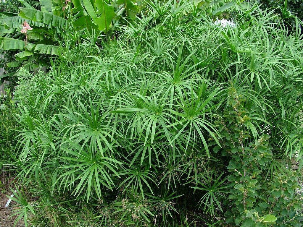 200 Cyperus alternifolius Seeds, Umbrella Plant Seeds, Papyrus Grass Seeds - Seedsforgarden (1999-2024 ) .We Ship Seeds & Live Plants Worldwide