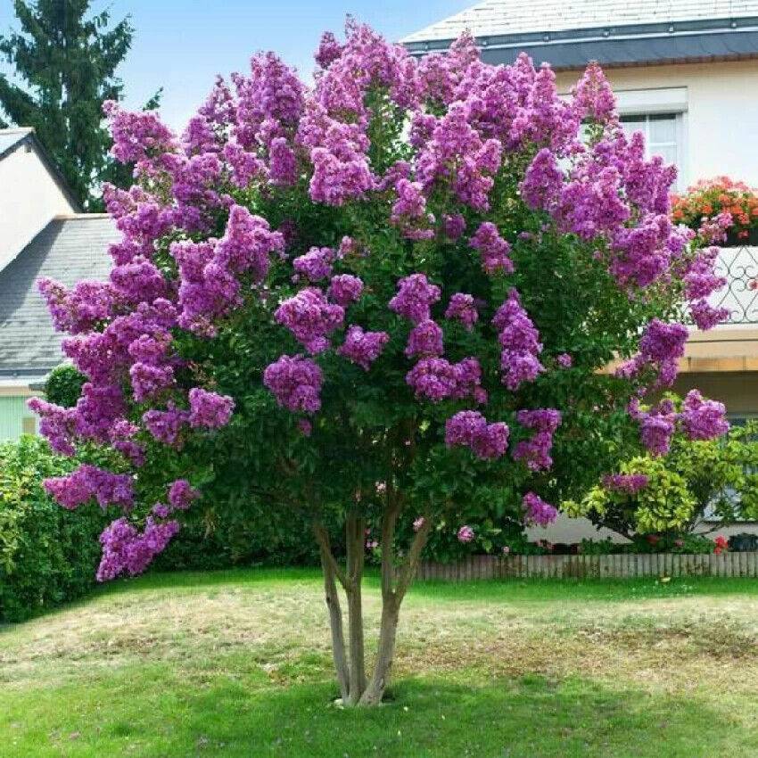 100 Pride of India Seeds, Lagerstroemia speciosa, Queen's crepe-Myrtle Seeds - Seedsforgarden (1999-2024 ) .We Ship Seeds & Live Plants Worldwide