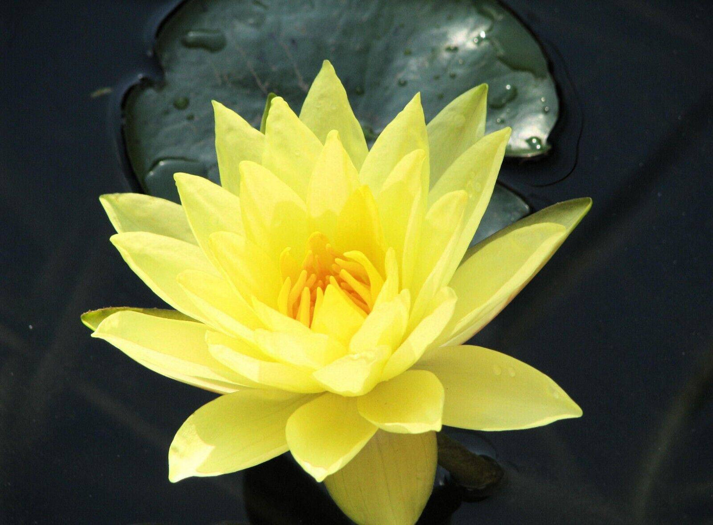 15 Nelumbo nucifera Seeds ,Yellow Lotus Seeds , Sacred lotus, Bean of India, simply lotus. - Seedsforgarden (1999-2024 ) .We Ship Seeds & Live Plants Worldwide