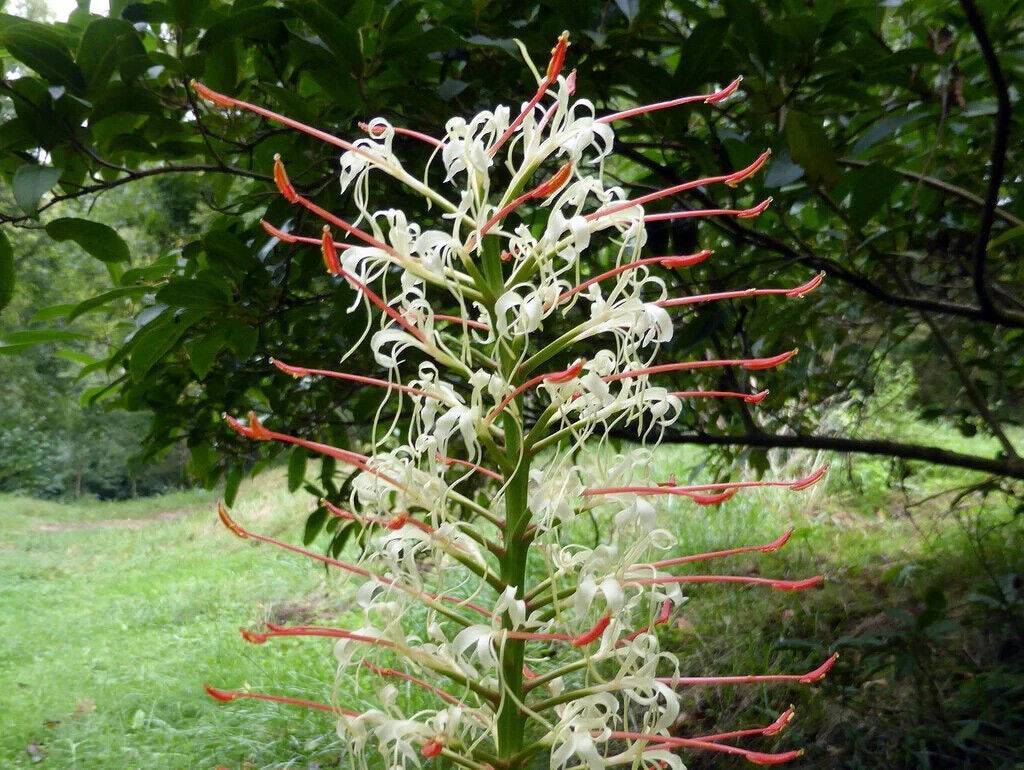 20 Hedychium Gracile Seeds, Salmon Gingerlily Seeds, Dainty Ginger Lily - Seedsforgarden (1999-2024 ) .We Ship Seeds & Live Plants Worldwide