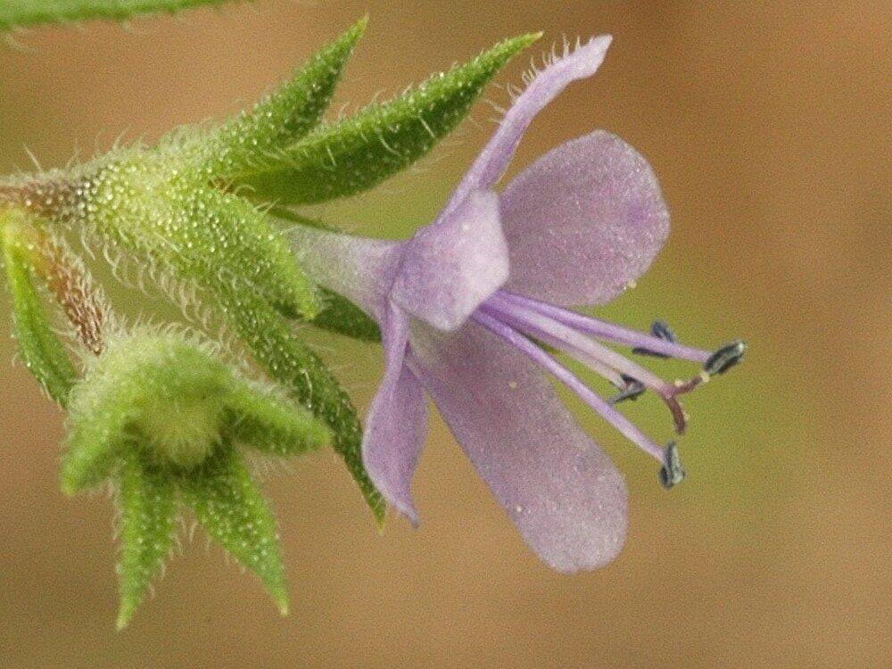 10 Trichostema brachiatum Seeds, False pennyroyal Plant Seeds - Seedsforgarden (1999-2024 ) .We Ship Seeds & Live Plants Worldwide