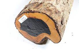 10 Dalbergia melanoxylon Seeds ,African Blackwood Seeds, African ebony Seeds - Seedsforgarden (1999-2024 ) .We Ship Seeds & Live Plants Worldwide