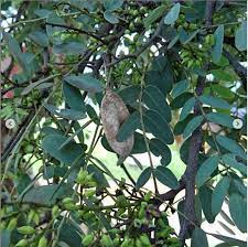 500 Dalbergia miscolobium Seeds, Miscolobium nigrum Seeds - Seedsforgarden (1999-2024 ) .We Ship Seeds & Live Plants Worldwide