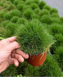 Zoysia japonica Seeds, Japanese Lawn Grass, Korean Lawn Grass - Seedsforgarden (1999-2024 ) .We Ship Seeds & Live Plants Worldwide