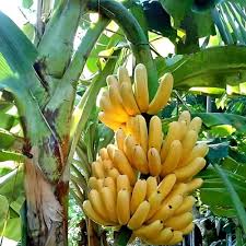 5 Rasthali bananas Suckers ,Silk bananas Plants , Vaazhai Plants With Phytosanitary certificate