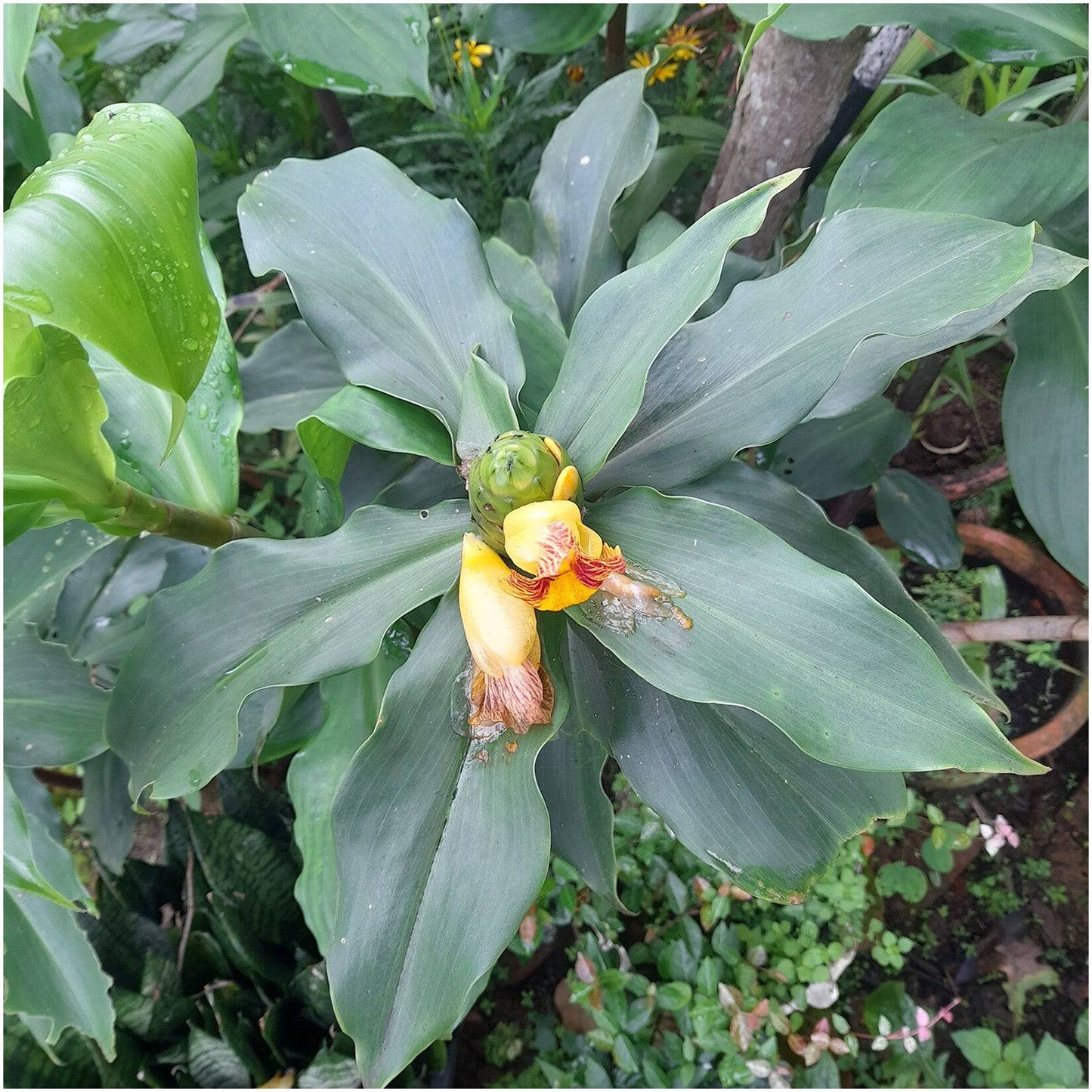5 Live Costus Igneus Plants, Insulin Plants , With Phytosanitary certificate - Seedsforgarden (1999-2024 ) .We Ship Seeds & Live Plants Worldwide