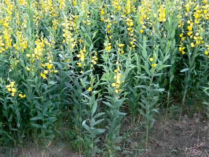 100 Crotalaria juncea Seeds, Shrub Seeds - Seedsforgarden (1999-2024 ) .We Ship Seeds & Live Plants Worldwide