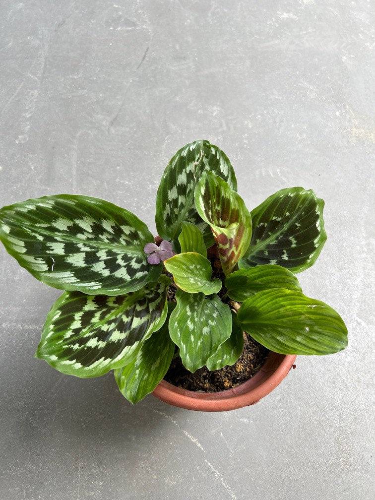 2 Peacock Ginger Rhizomes , Round-rooted galangale Rhizomes, Kaempferia rotunda Rhizomes - Seedsforgarden (1999-2024 ) .We Ship Seeds & Live Plants Worldwide