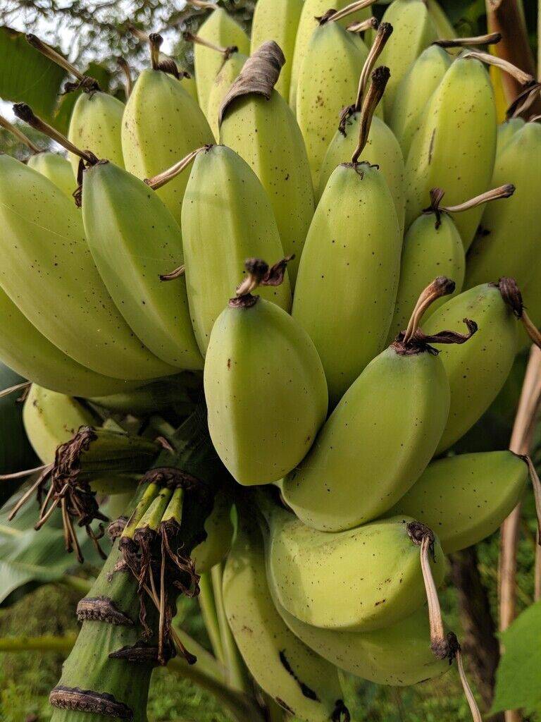 25 Musa balbisiana Seeds, Exotic Banana Seeds, Musa Seeds, Wild Banana Seeds - Seedsforgarden (1999-2024 ) .We Ship Seeds & Live Plants Worldwide