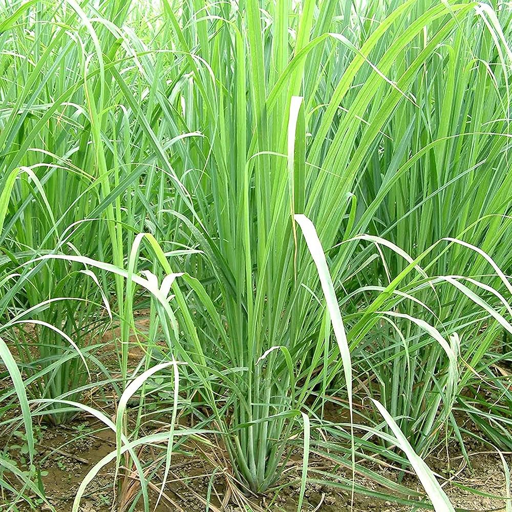 1000 Cymbopogon flexuosus Seeds, Lemon grass Seeds For Growing