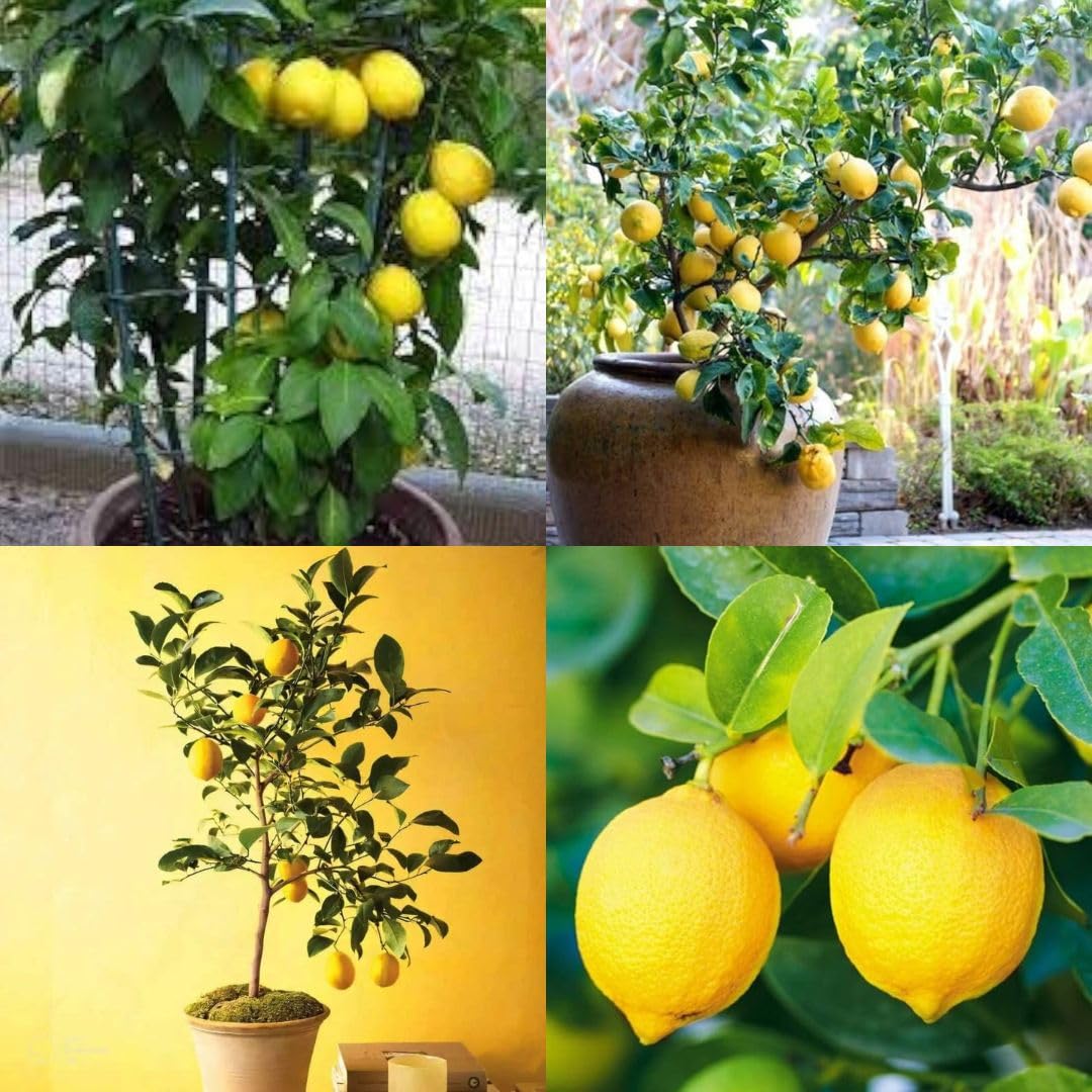 10 Citrus × aurantiifolia Plants, Kagzi Lemon Plant , Lemon Plants