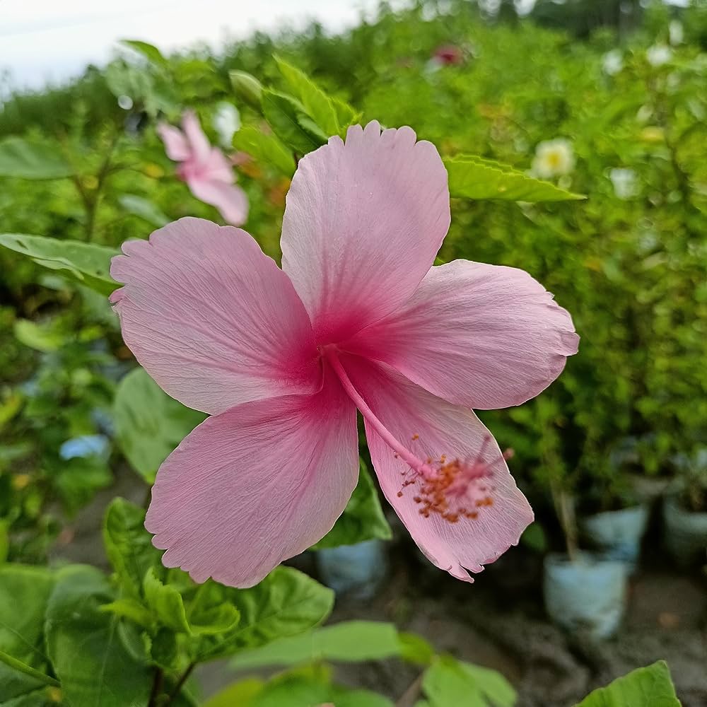 10 Light Pink Hibiscus Plants, Hibiscus Rosa Sinensis ,Pink Gudhal Plant With Phytosanitary certificate
