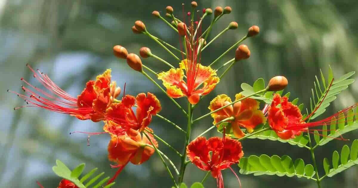 5 Live Caesalpinia pulcherrima Plants, Pride of Barbados Plants ,Bird of Paradise Plants, With Phytosanitary certificate - Seedsforgarden (1999-2024 ) .We Ship Seeds & Live Plants Worldwide