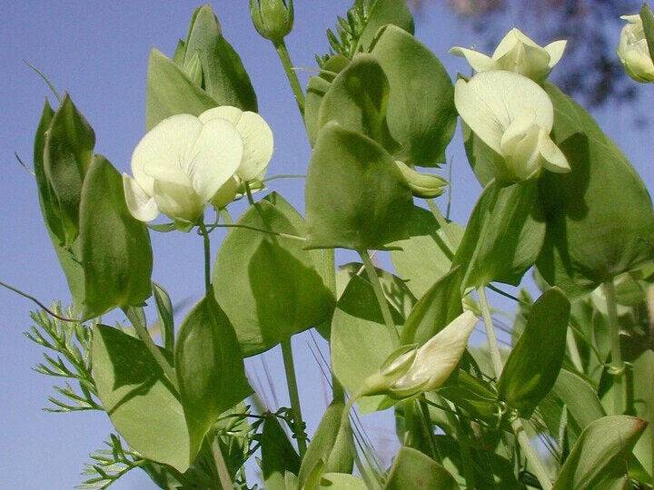 10 Lathyrus aphaca Seeds, Lathyrus affinis Seeds, Yellow Pea Seed - Seedsforgarden (1999-2024 ) .We Ship Seeds & Live Plants Worldwide