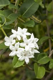 10 Madagascar jasmine Plants, Bridal Wreath , Stephanotis floribunda Plants With Phytosanitary certificate