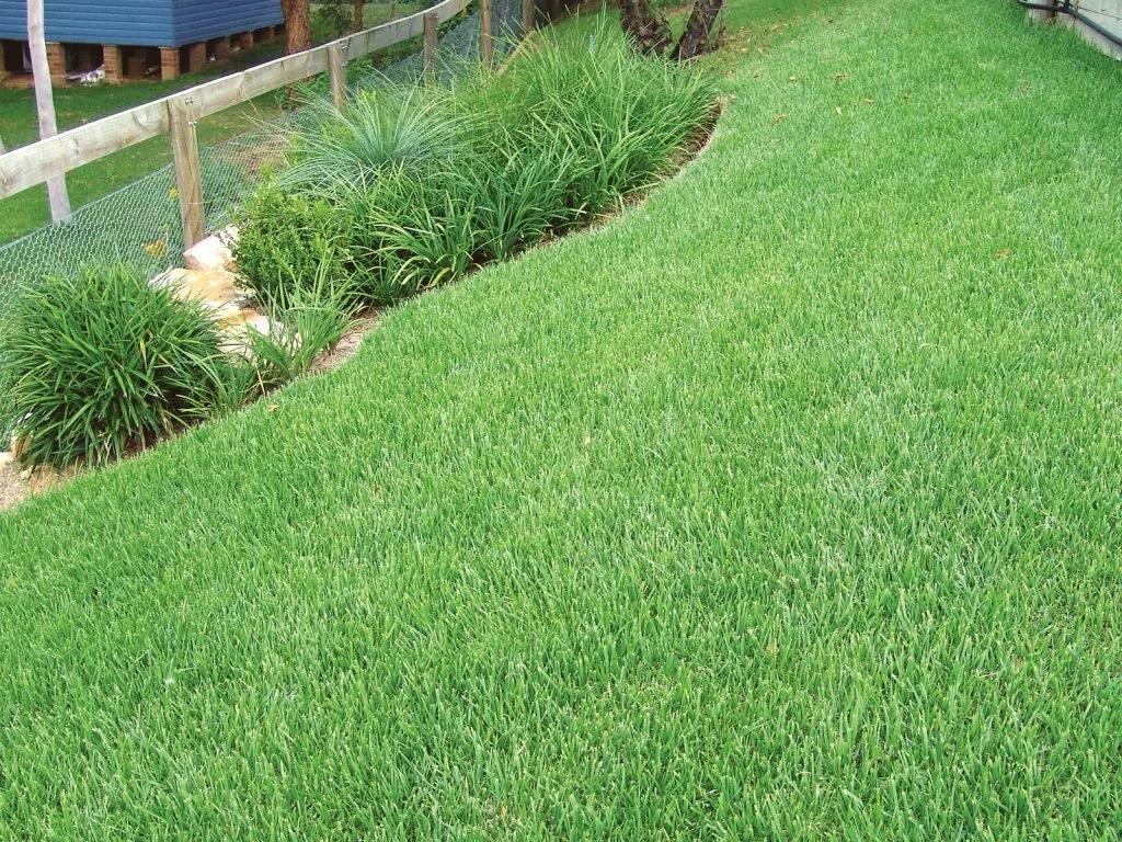 Zoysia matrella Seeds, Manila Grass, Korean Velvet Grass