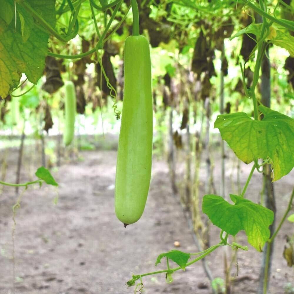 25 Long bottle gourd seeds, Lagenaria siceraria . Calabash, long melon, NON- GMO Seeds - Seedsforgarden (1999-2024 ) .We Ship Seeds & Live Plants Worldwide