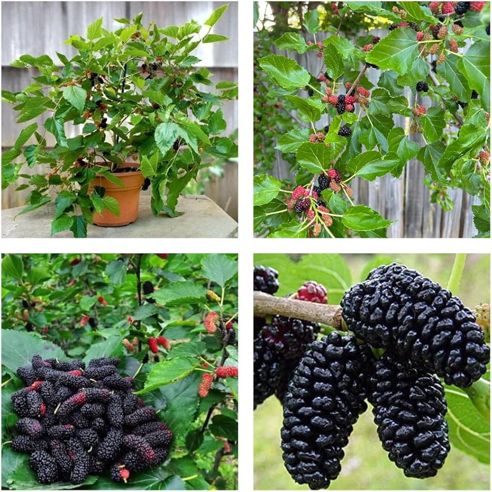 10 Mulberry Plants , Morus alba Plants With Phytosanitary certificate