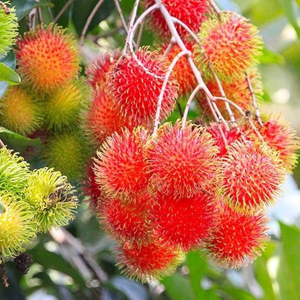 10 Nephelium lappaceum Plants , Rambutan Fruits , Hairy Lychee Plants