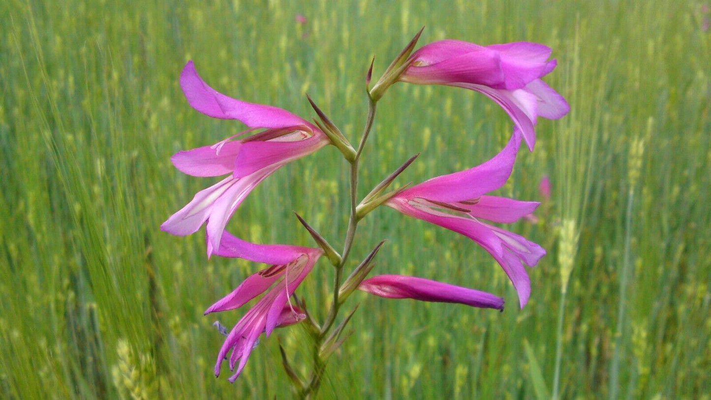 15 Gladiolus italicus Seed, Italian gladiolus,Field gladiolus,Common sword Lily Seeds - Seedsforgarden (1999-2024 ) .We Ship Seeds & Live Plants Worldwide