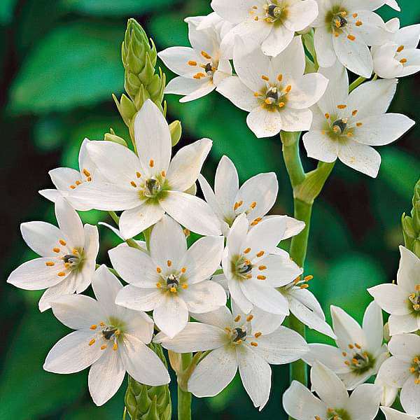 3 Ornithogalum thyrsoides Bulbs, , Chincherinchee Bulbs, Chinkerinchee , - Seedsforgarden (1999-2024 ) .We Ship Seeds & Live Plants Worldwide