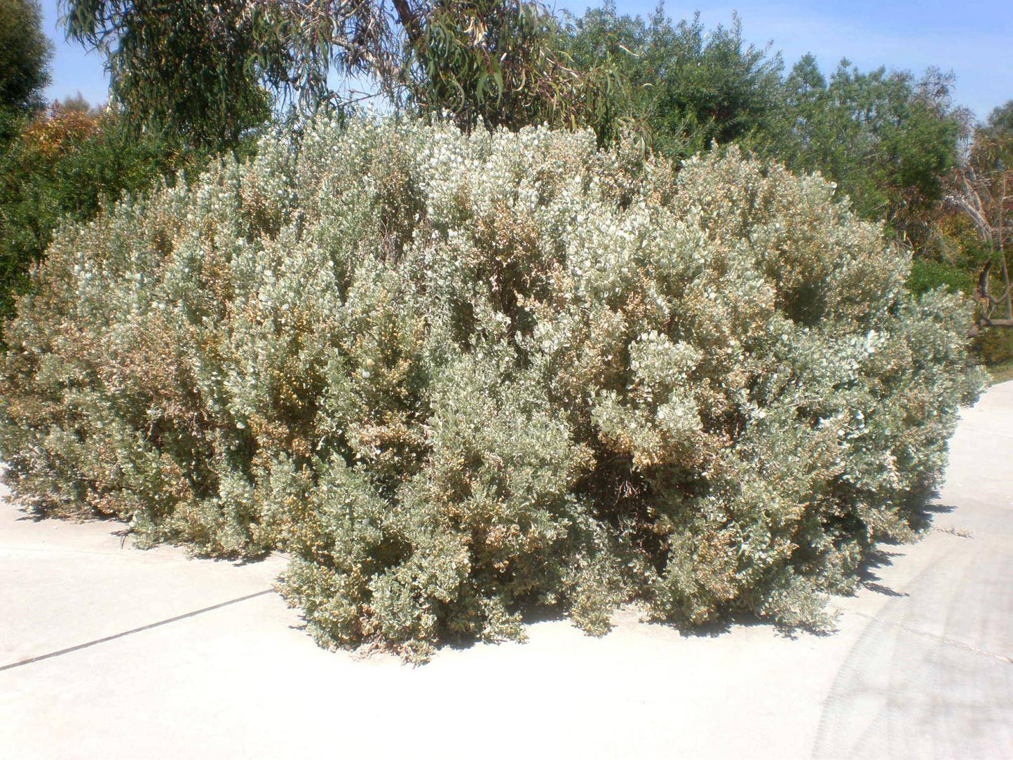 100 Atriplex nummularia Seeds. 0ld man Salt bush Seeds - Seedsforgarden (1999-2024 ) .We Ship Seeds & Live Plants Worldwide