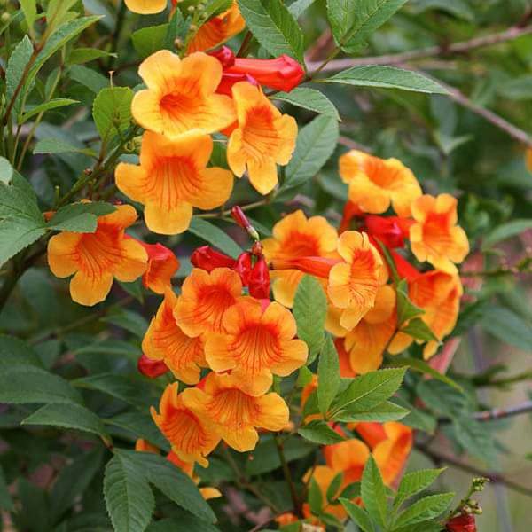 10 Tecoma Orange Vine Plants , Orange Trumpet Creeper Plants,